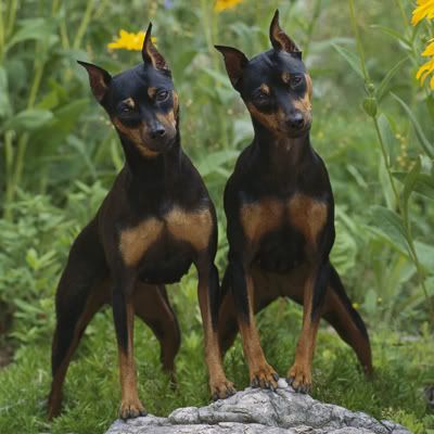 Miniature_Pinscher.jpg