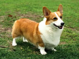 Pembroke-Welsh-Corgi.jpg