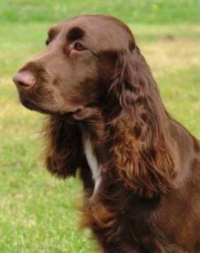 field_spaniel.jpg