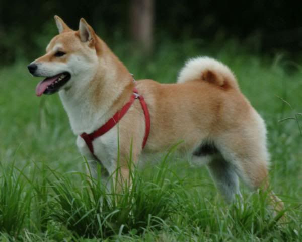 shiba_inu.jpg