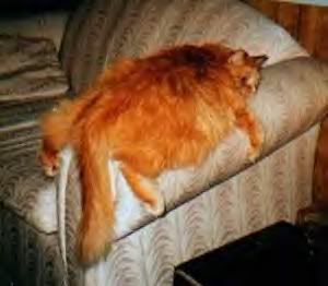big orange cat