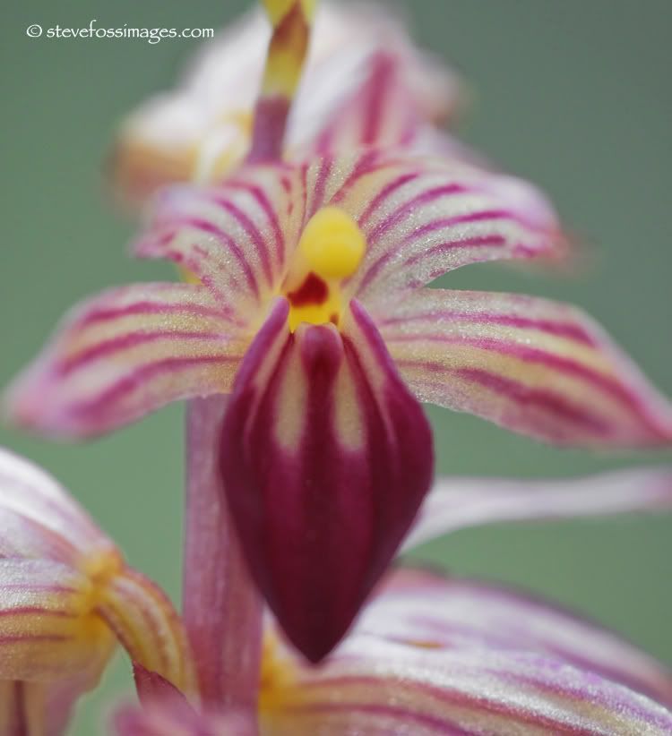 IMAGE: http://i18.photobucket.com/albums/b117/stfcatfish/tight.jpg