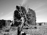 tree.jpg image by amazonchick