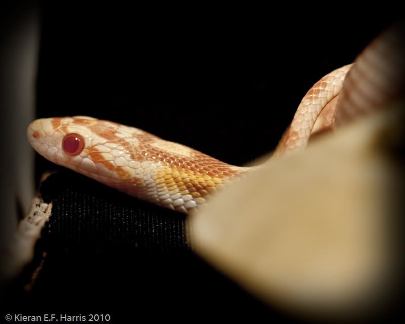 portraits_003.jpg