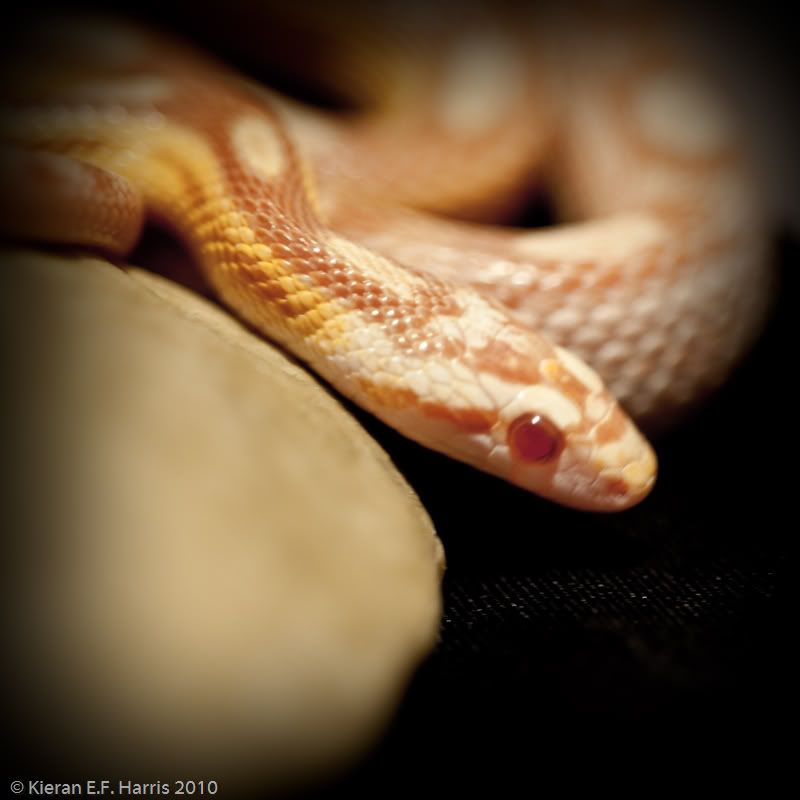 portraits_004.jpg