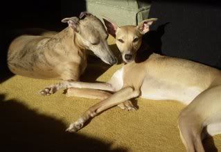 sunbathing.jpg