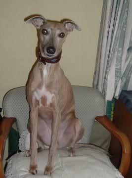 pollyonthechair.jpg
