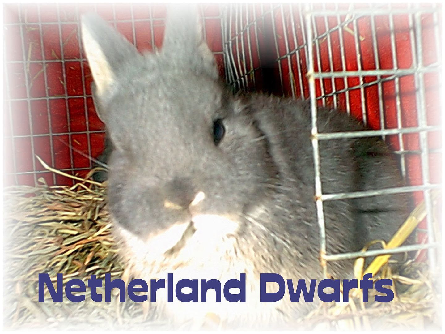 Our Netherland Dwarfs