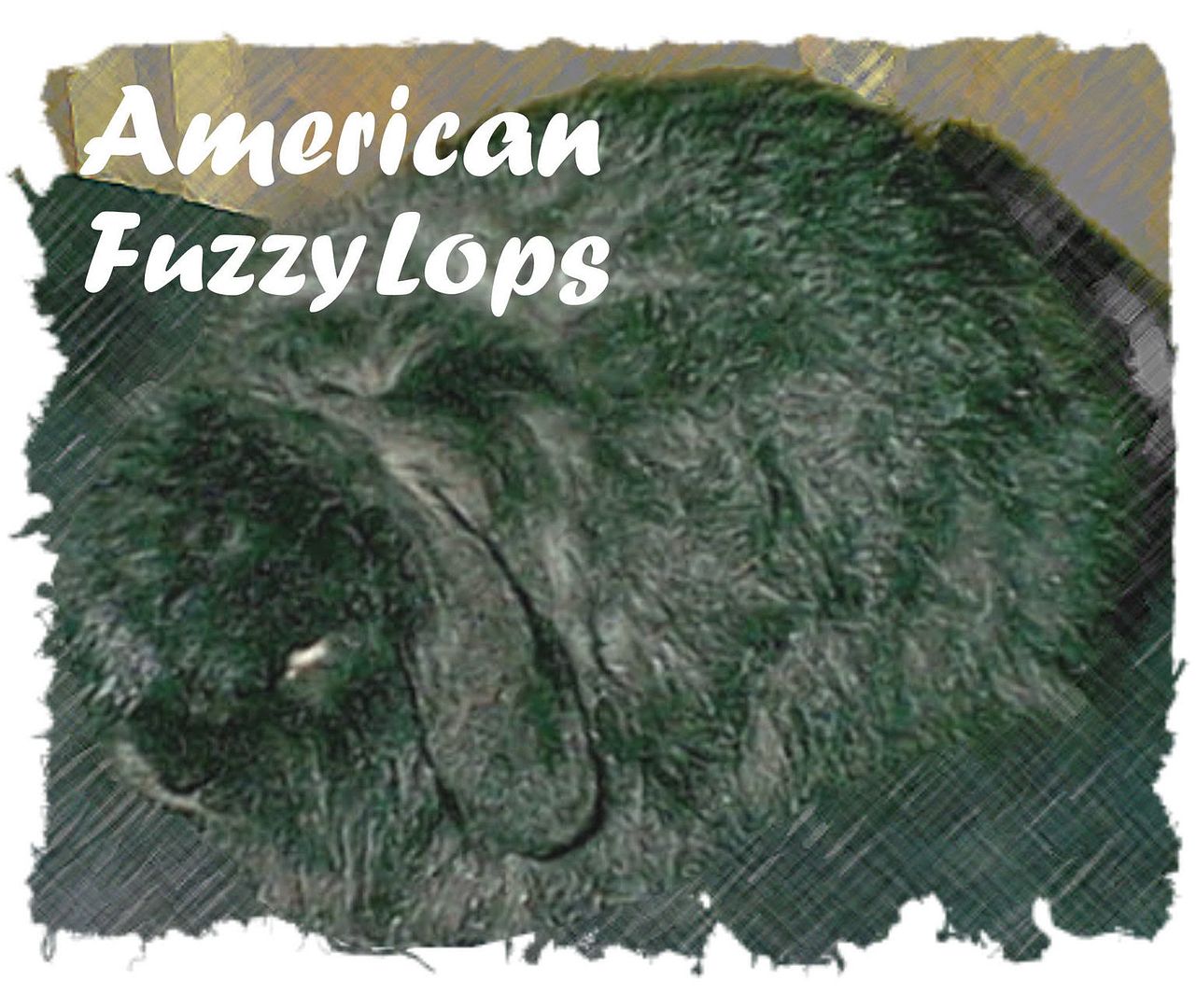 Our American Fuzzy Lops