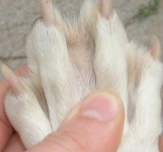 border collie webbed feet