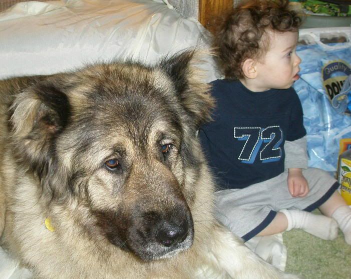 Caucasian Shepherd Russian Prison Dogs Images & Pictures - Findpik Caucasian Shepherd Russian Prison Dogs Images & Pictures - Findpik