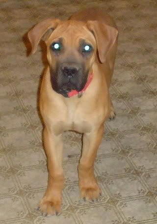 mastiff lab mix. Your dog could be a mix of a