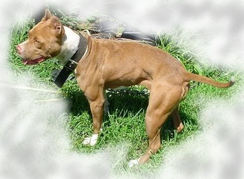 Game bred American pit bull terriers.
