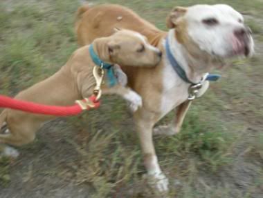 english bulldog poodle