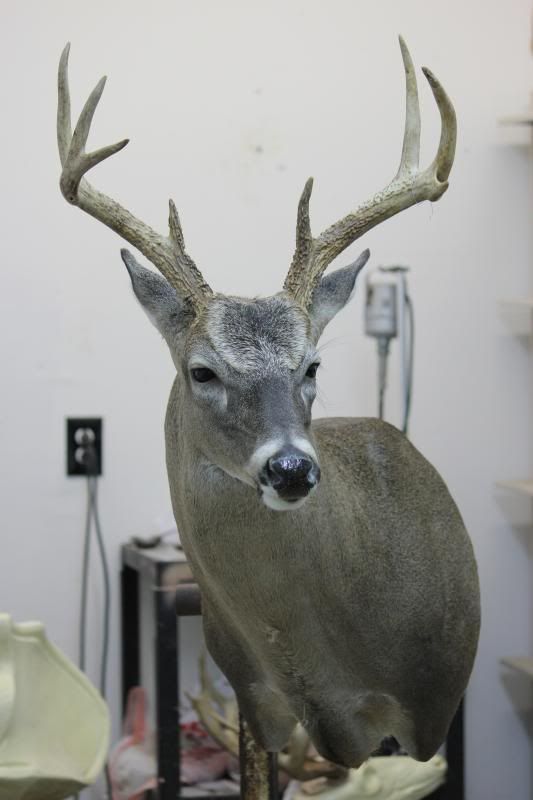 What are some good deer head mount poses?