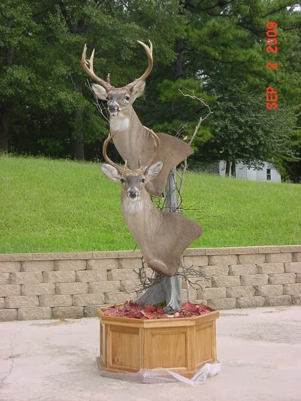 Cost To Mount A Deer? Archery Talk Forum