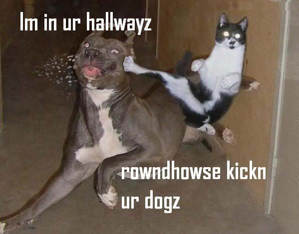 cat_vs_dog.jpg