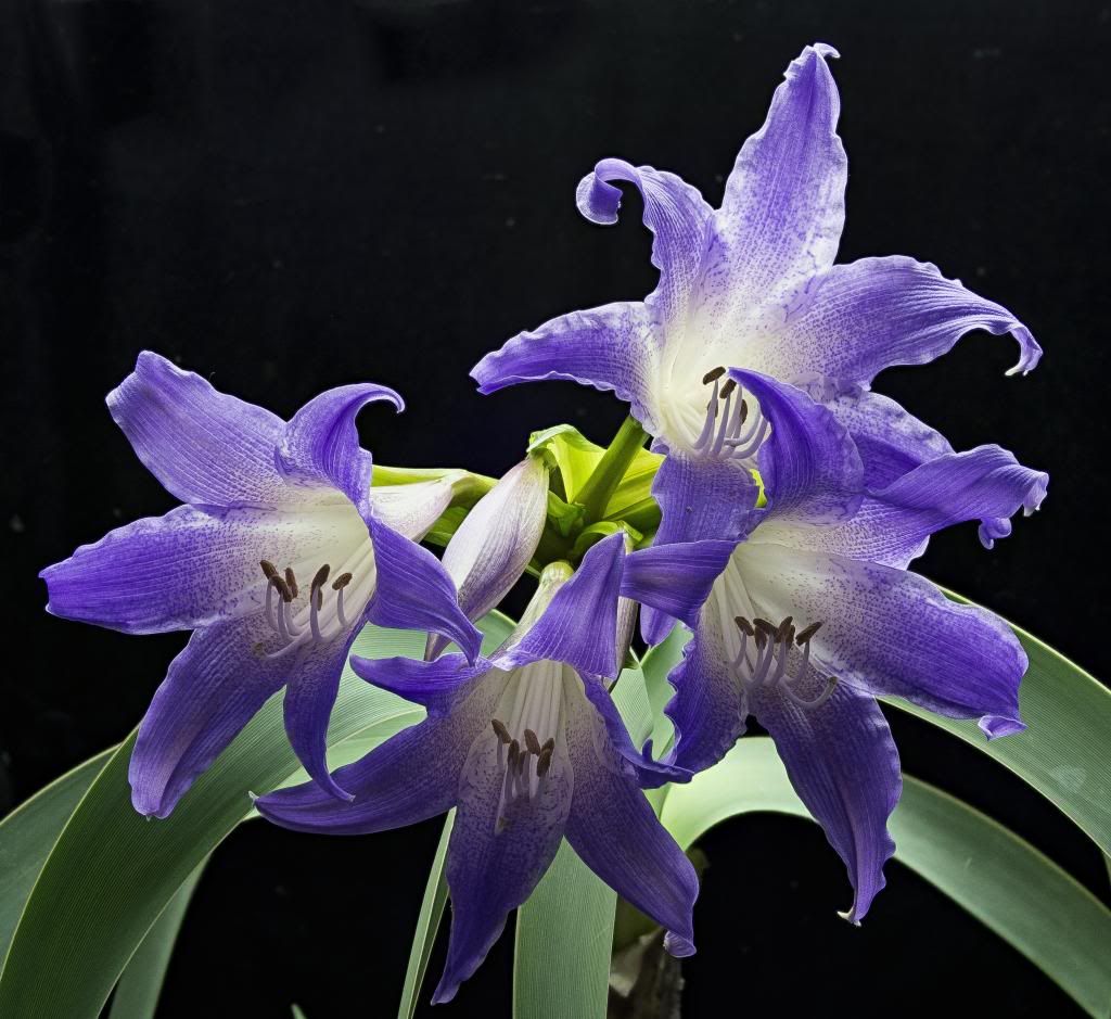 Worsleya aka Blue Amaryllis