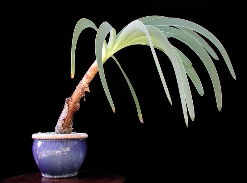 Worsleya procera