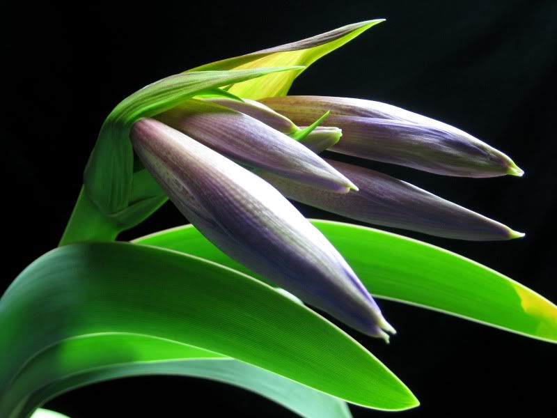 Worsleya procera