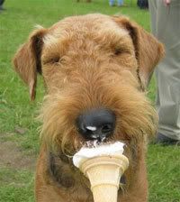 dog_eating_ice_cream.jpg