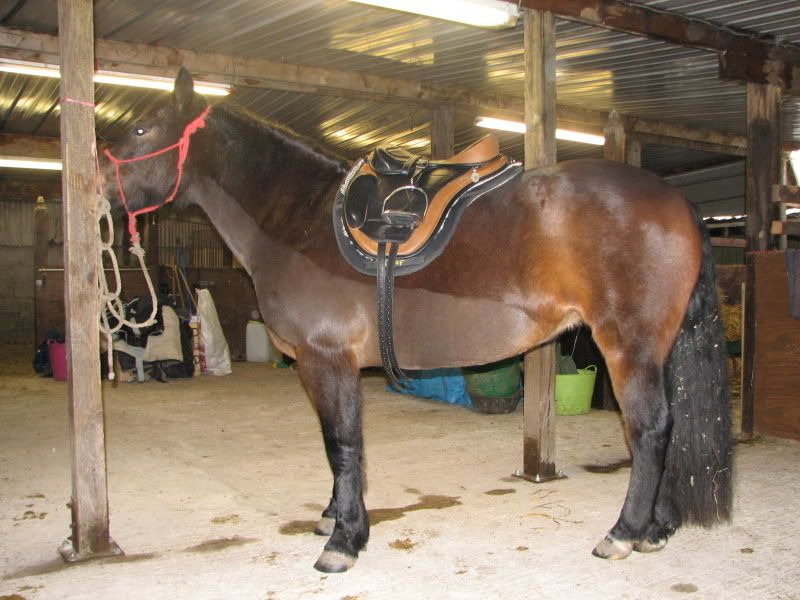 freeform saddle for ponies free form saddle
