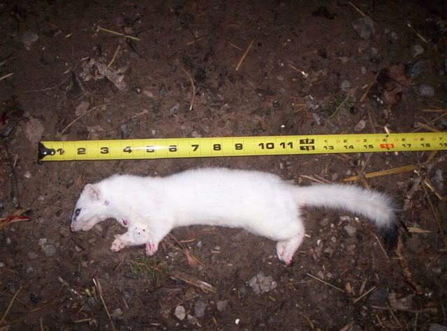 Something's killing my chickens - Homesteading Questions