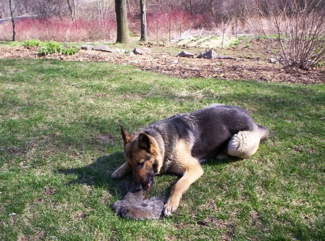 Gulping down a squirrel! - Homesteading Questions