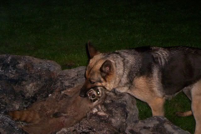 Good dog! - Homesteading Questions