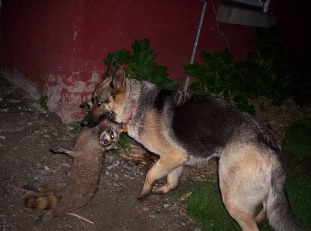 Good dog! - Homesteading Questions