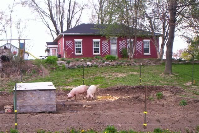 Hogging down a garden - Pigs