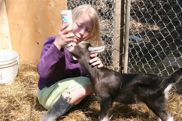 Extra meals for skinny kids? (pictures) - Goats