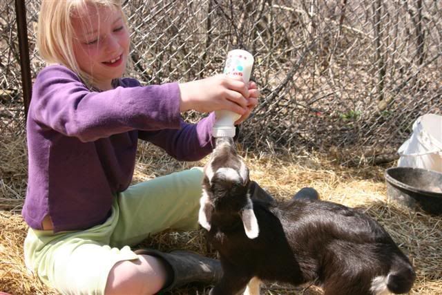 Extra meals for skinny kids? (pictures) - Goats