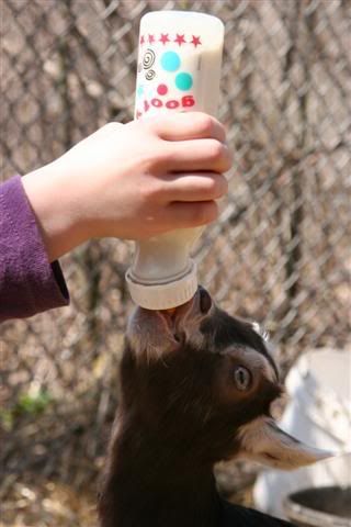 Extra meals for skinny kids? (pictures) - Goats