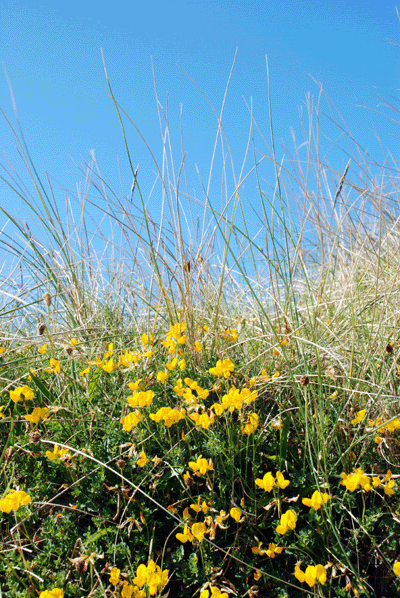 Hebrides,Vatersay,Meadow