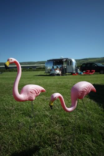 Airstream; flamingos