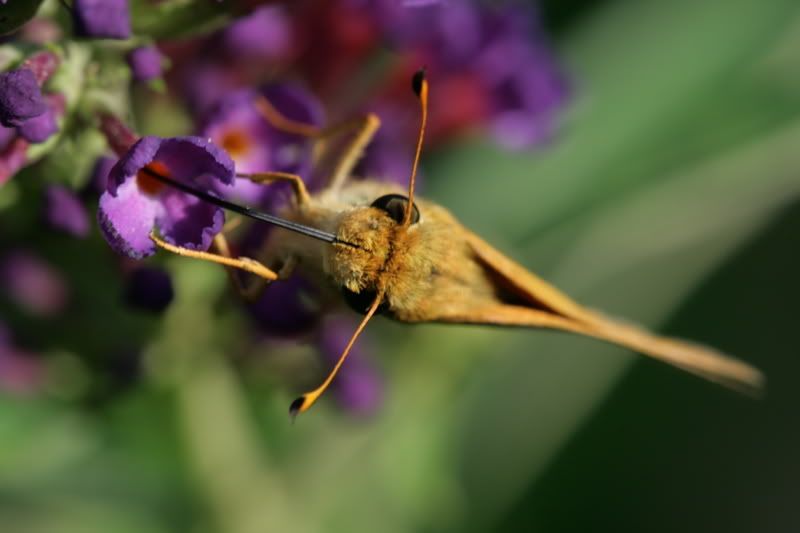 IMAGE: http://i18.photobucket.com/albums/b125/huntforfun/IMG_0328.jpg