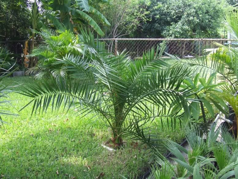 phoenixcanariensis.jpg