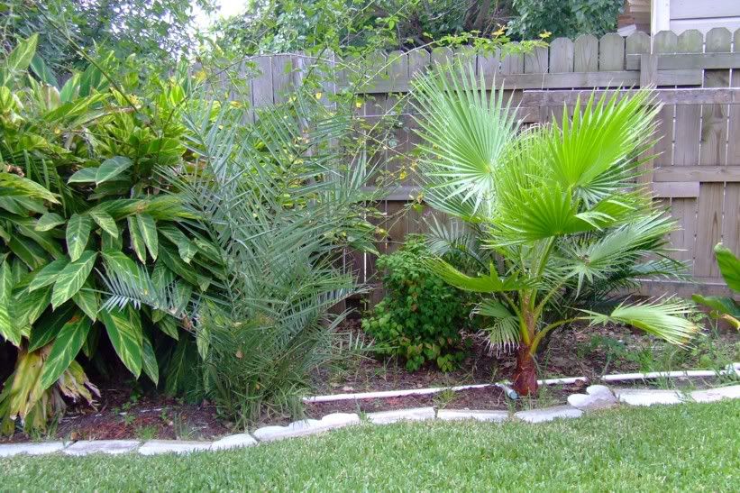 washingtoniaphoenixdactylifera-1.jpg