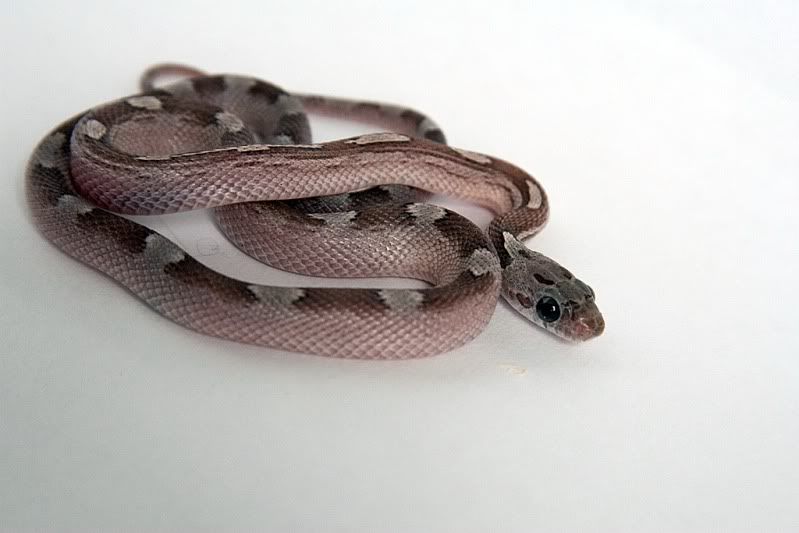 IMAGE: http://i18.photobucket.com/albums/b126/bitteraspects/qcltz2gw.jpg