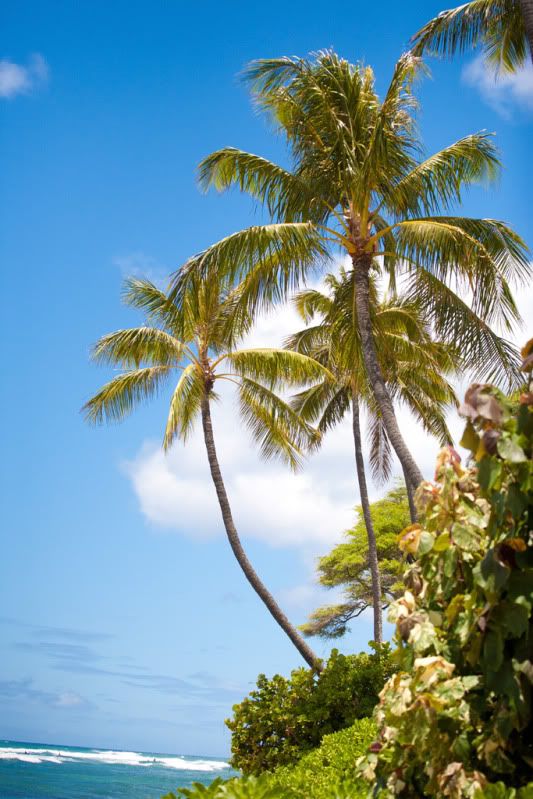 IMAGE: http://i18.photobucket.com/albums/b126/bitteraspects/sushi-1-of-1-4.jpg