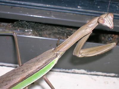 mantis.jpg