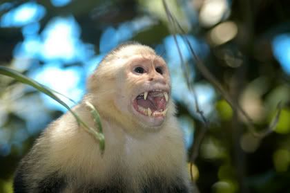 angry monkey Pictures, Images and Photos