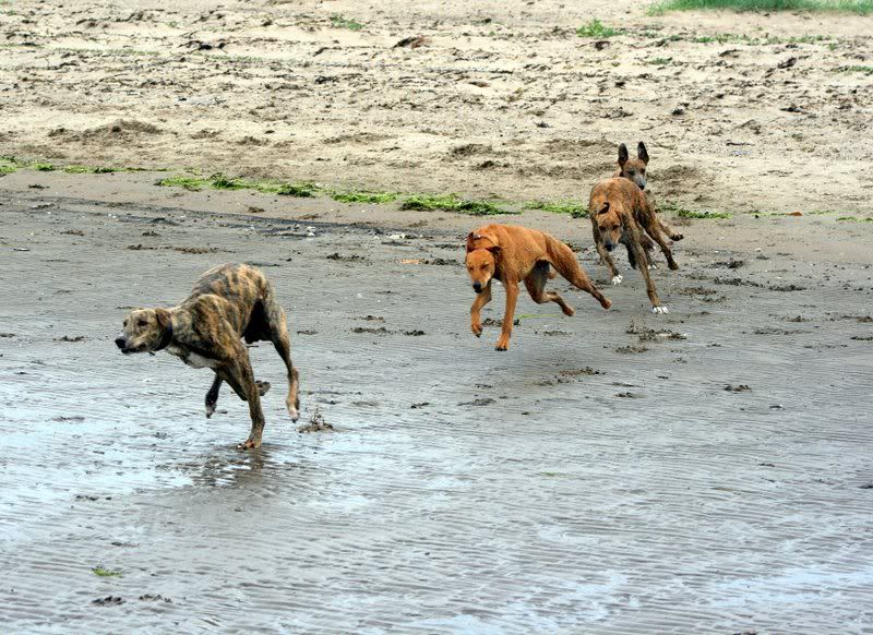 AyrBeach4dogsrunningbestpic.jpg