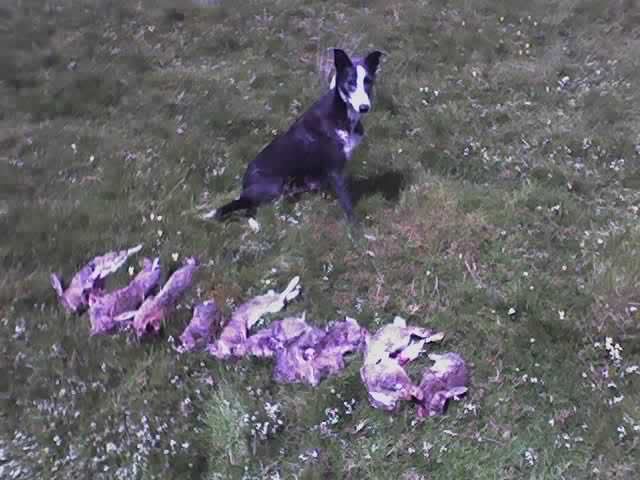 Ollie10Rabbits.jpg
