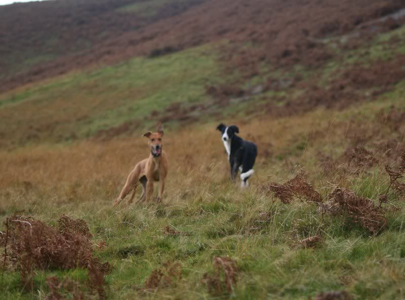 PupsontheHillside.jpg