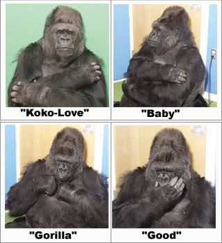 Koko_Vocab_4Signs.jpg