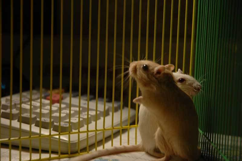 re: It sucks when pets die.