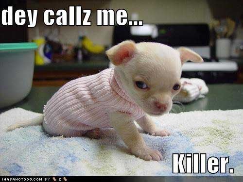 PUPPYakaKILLER.jpg KILLER puppy.... LOL! image by kimasabe