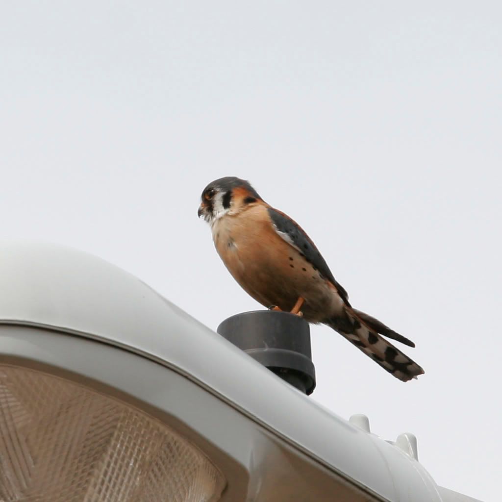 IMAGE: http://i18.photobucket.com/albums/b128/rwarren1/bird.jpg